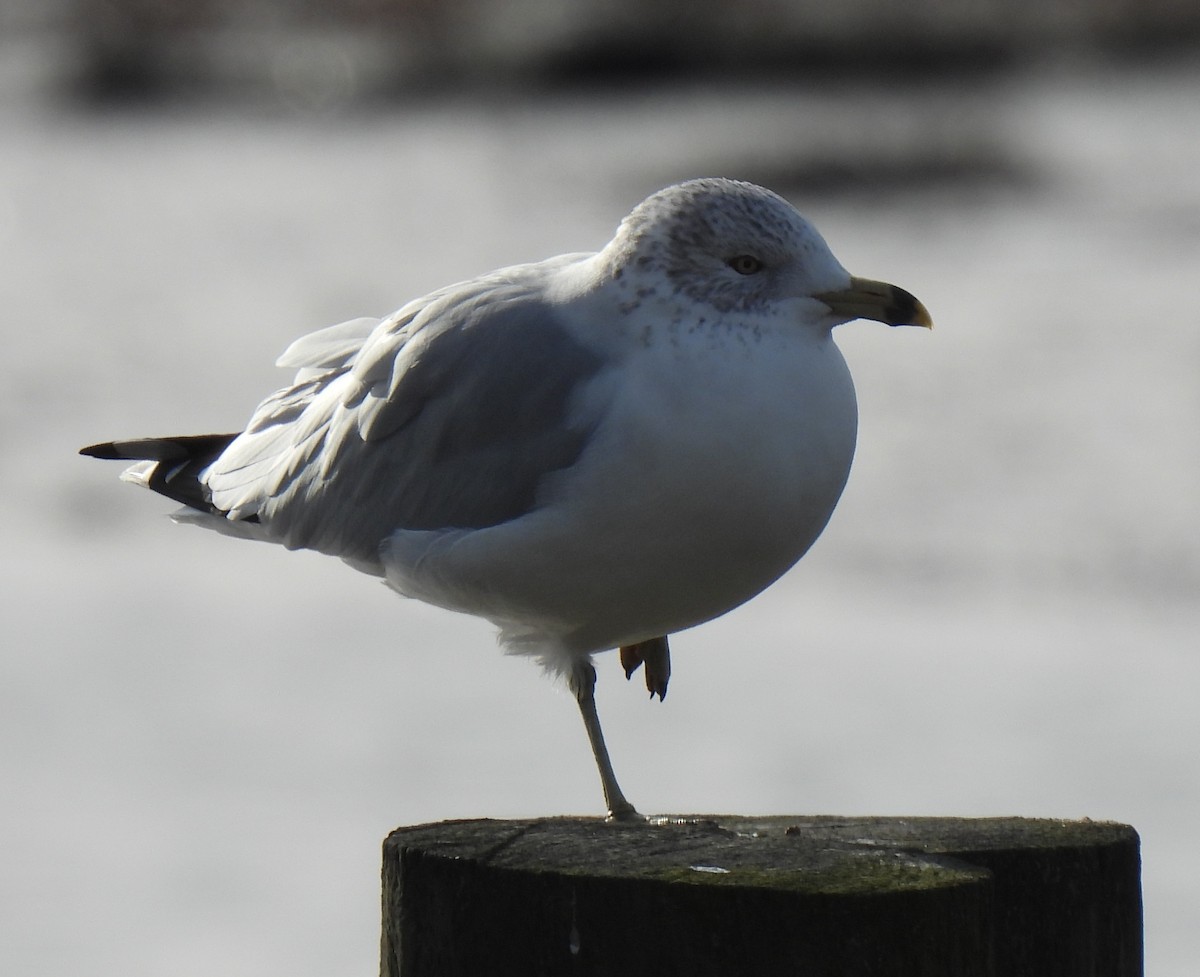 Ring-billed Gull - ML613190383