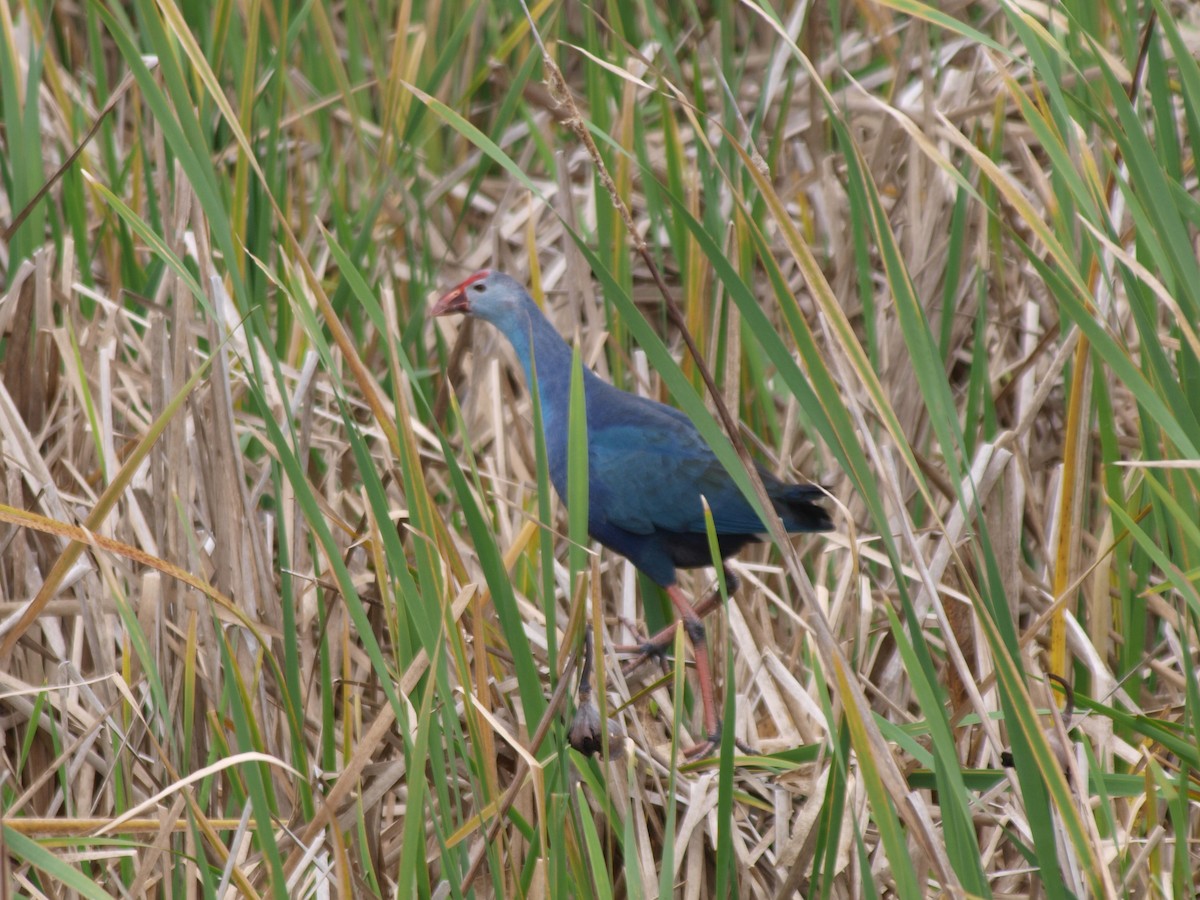 Gray-headed Swamphen - ML613190435