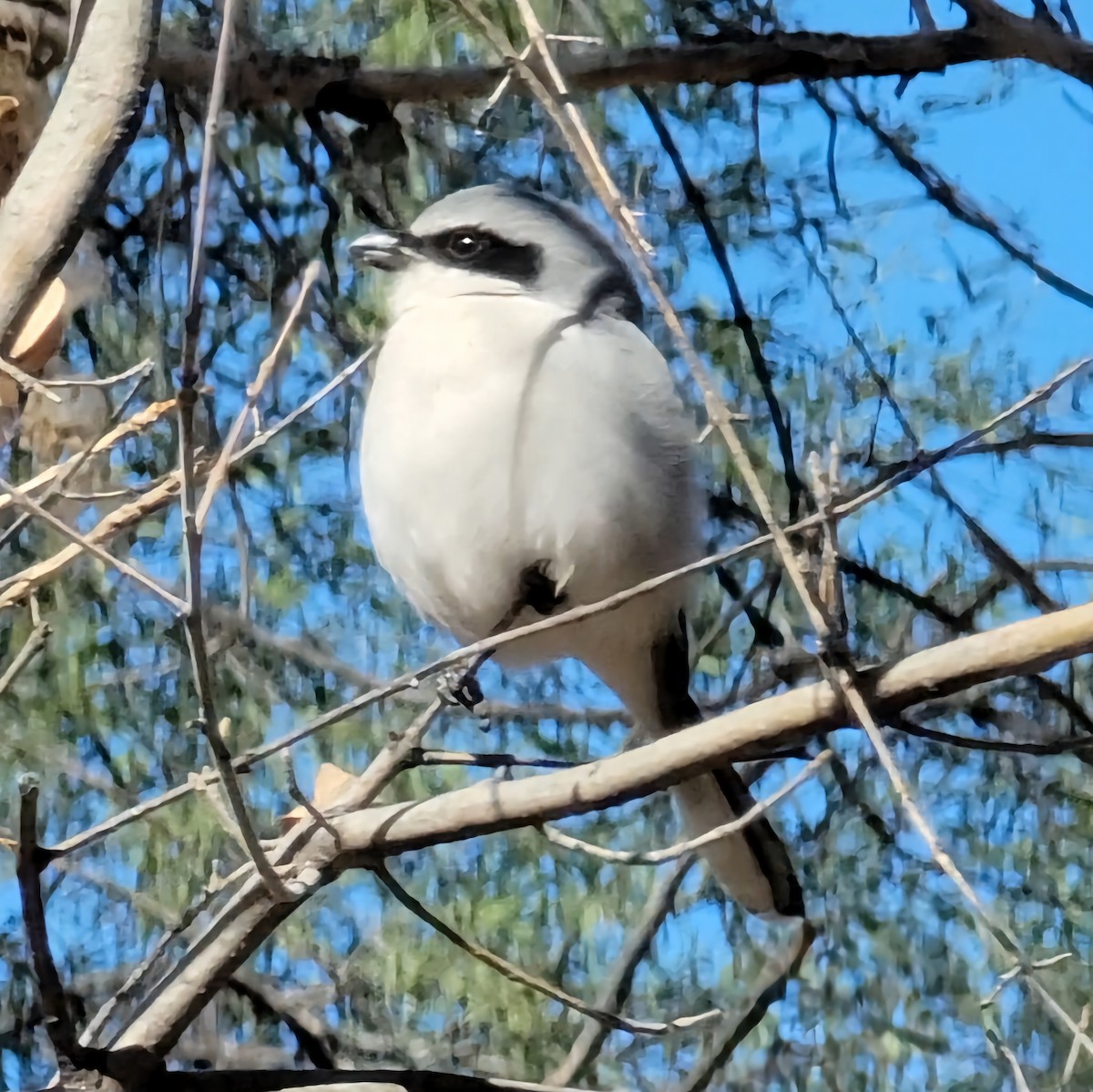 Loggerhead Shrike - ML613190438