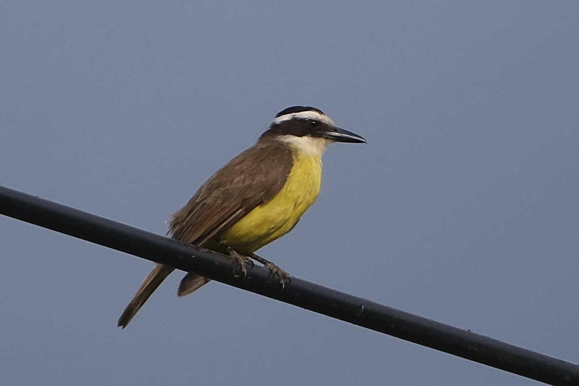 Great Kiskadee - Anita Gould