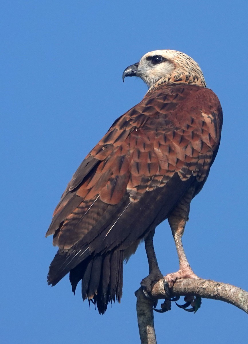 Black-collared Hawk - ML613190471