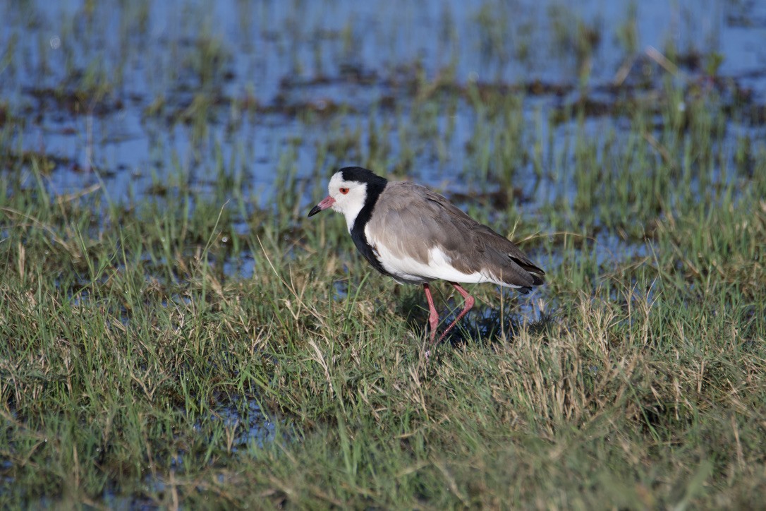 Long-toed Lapwing - ML613190518