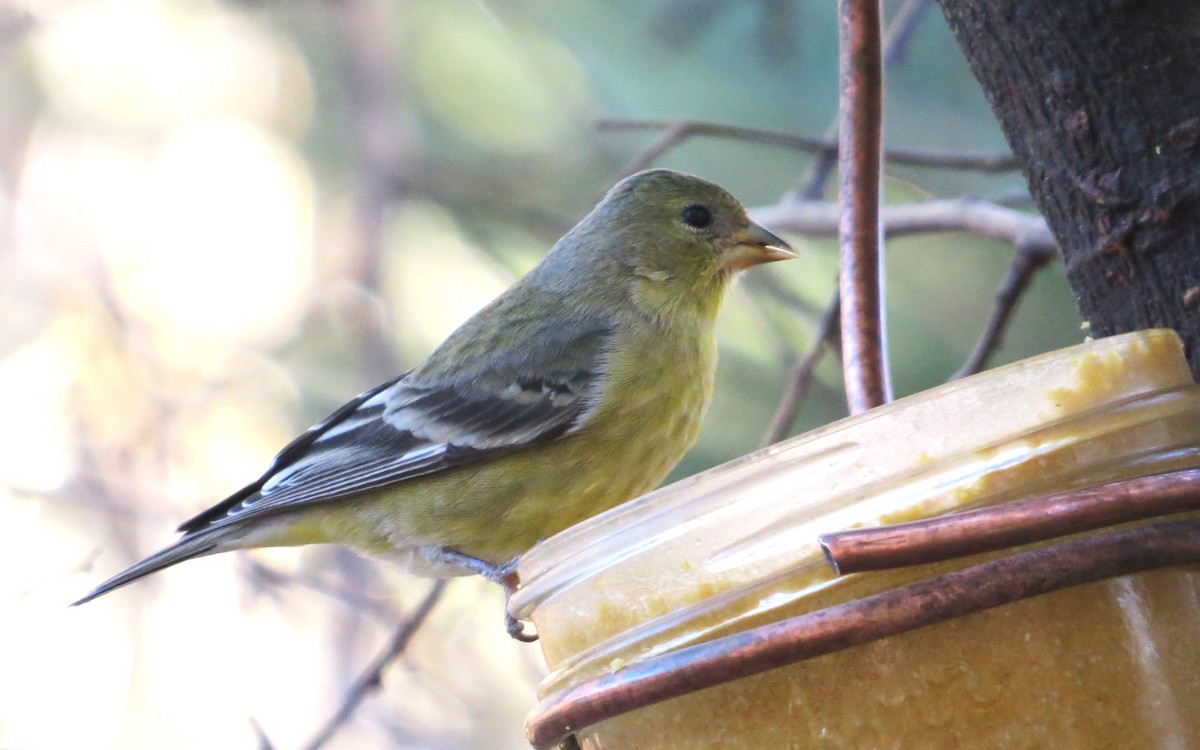 Lesser Goldfinch - ML613190654