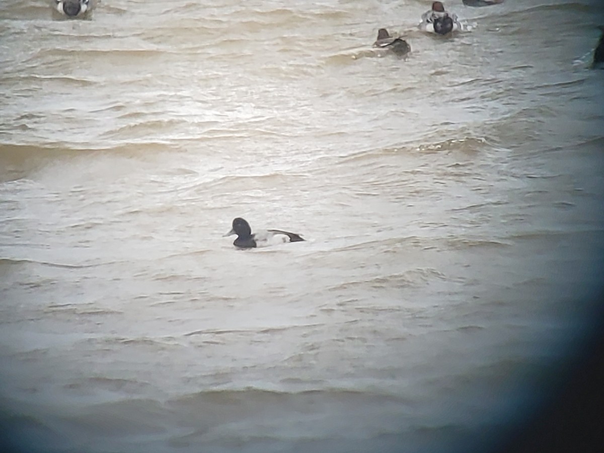 Lesser Scaup - Xavier Parra Cuenca