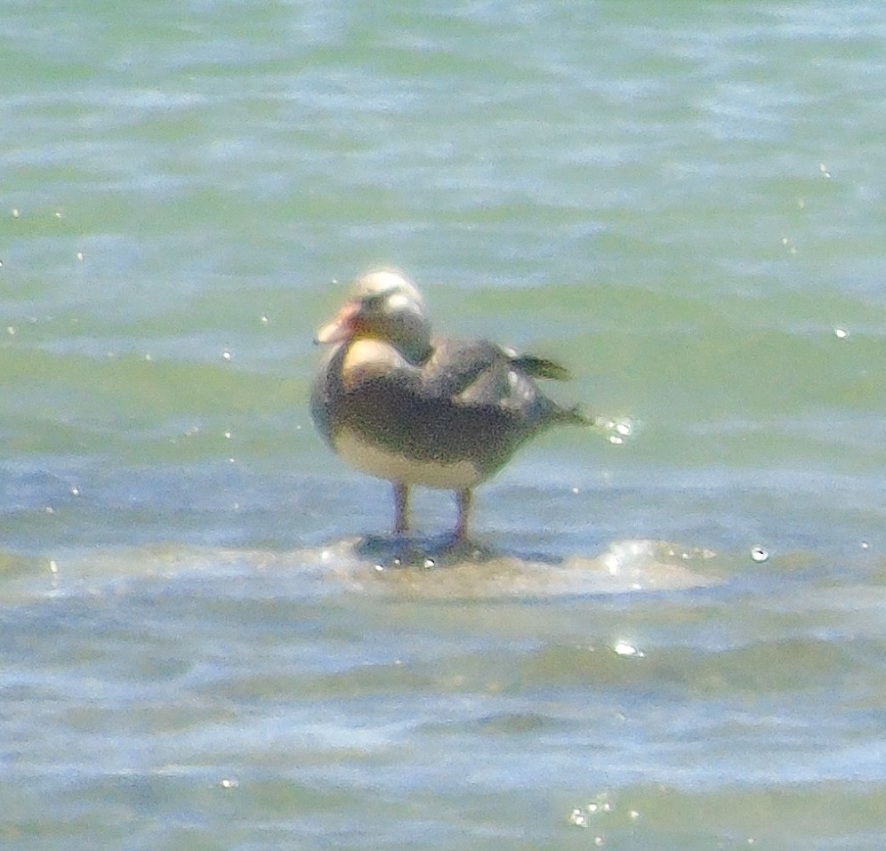 Flying Steamer-Duck - ML613190712