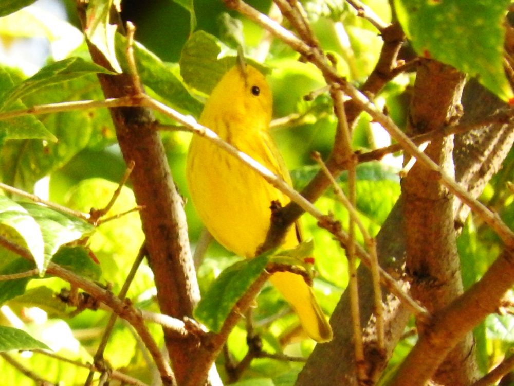 Yellow Warbler - Fernando Nunes
