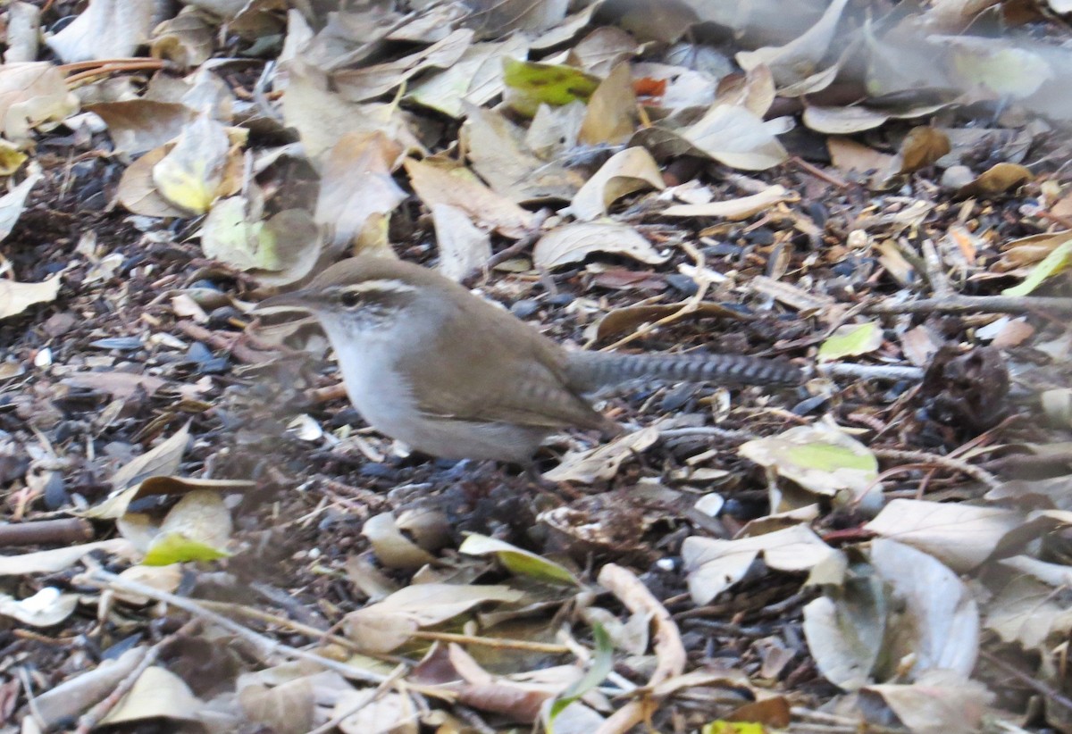 Bewick's Wren - ML613190820