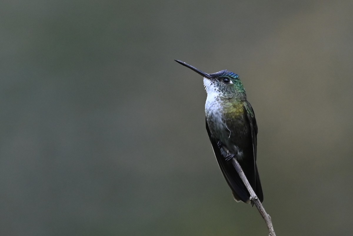 Azure-crowned Hummingbird - ML613190856