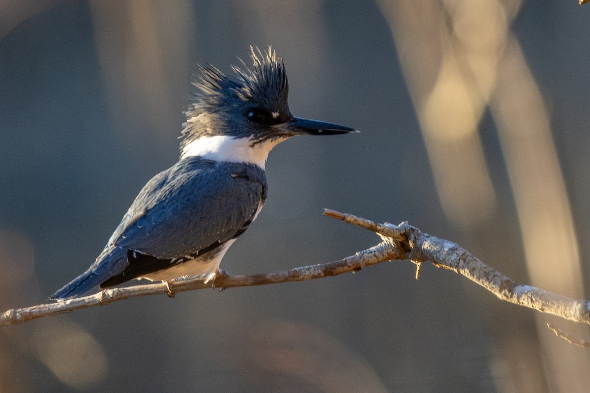 Belted Kingfisher - ML613190866