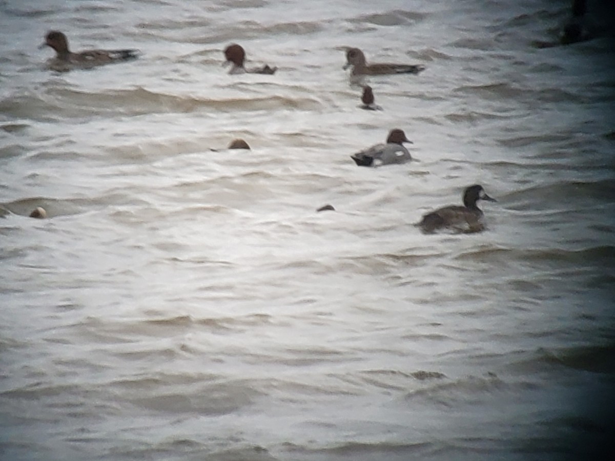Greater Scaup - ML613190867