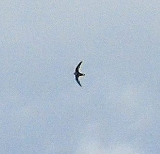 White-collared Swift - Nicolás Zañartu Bonnefont