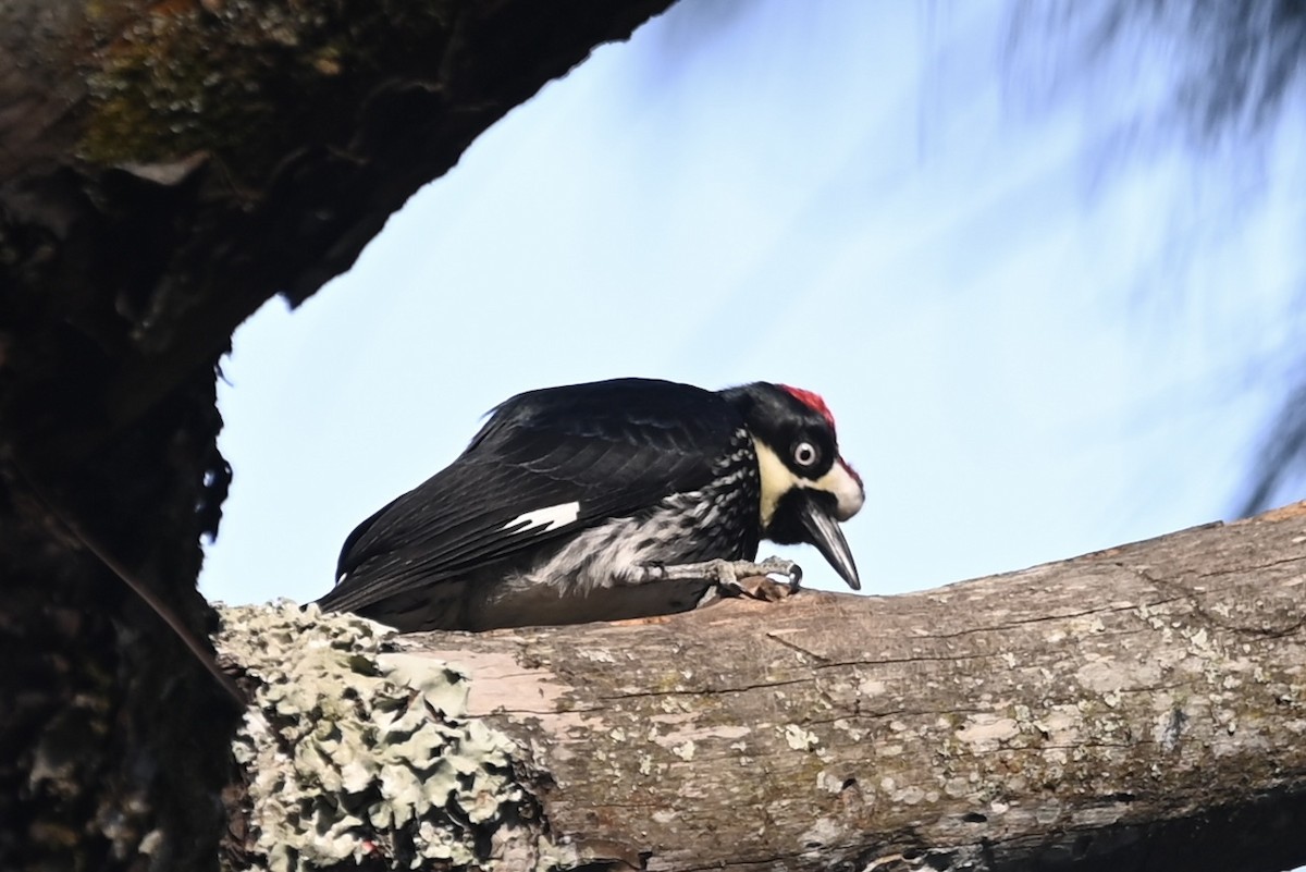 Acorn Woodpecker (Acorn) - ML613190873