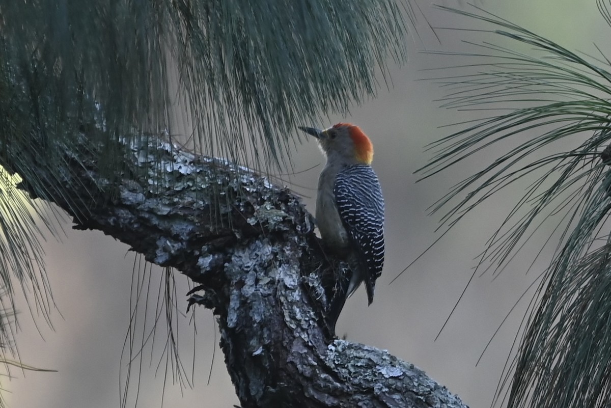 Golden-fronted Woodpecker (Velasquez's) - ML613190884
