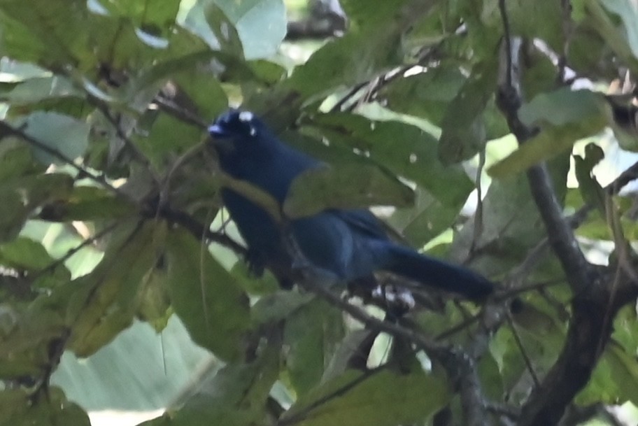 Steller's Jay (Middle American) - ML613190887