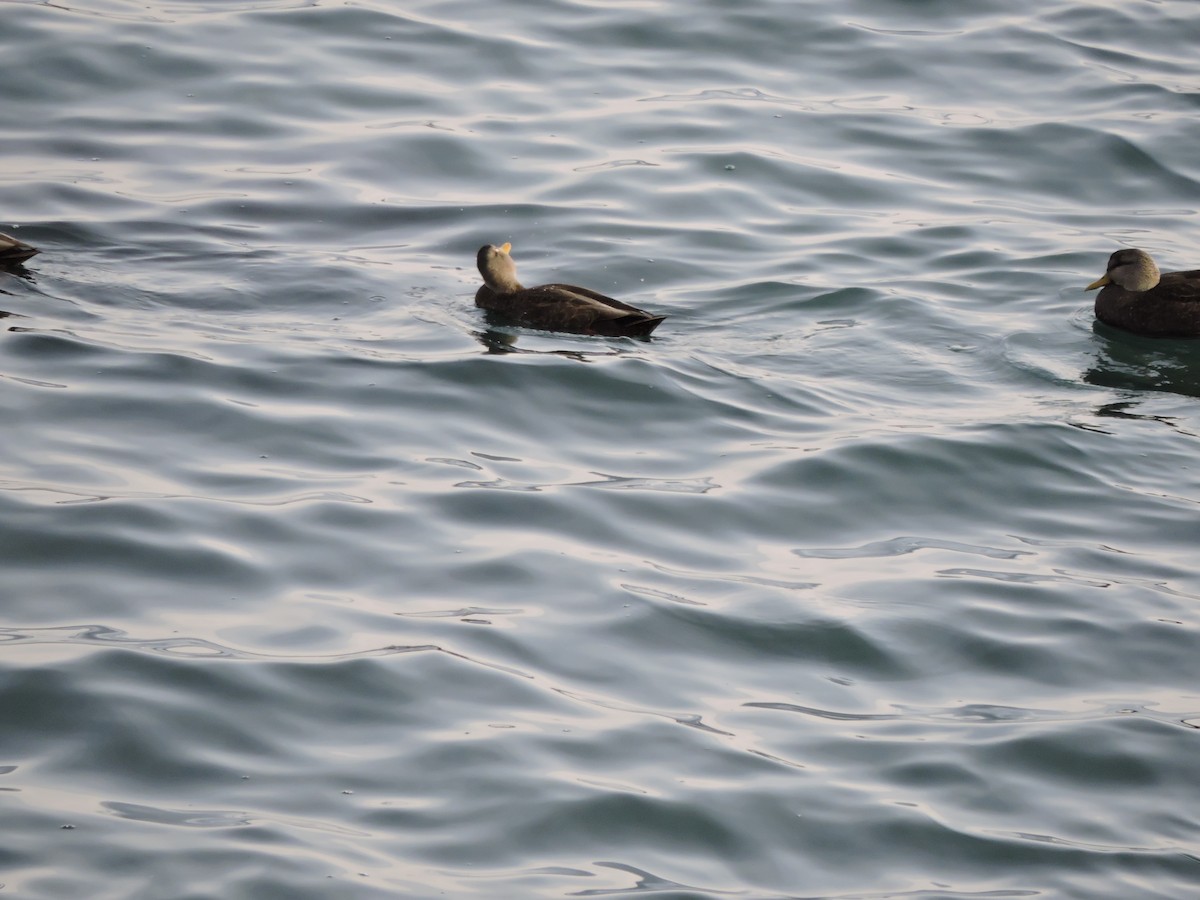 American Black Duck - ML613190899