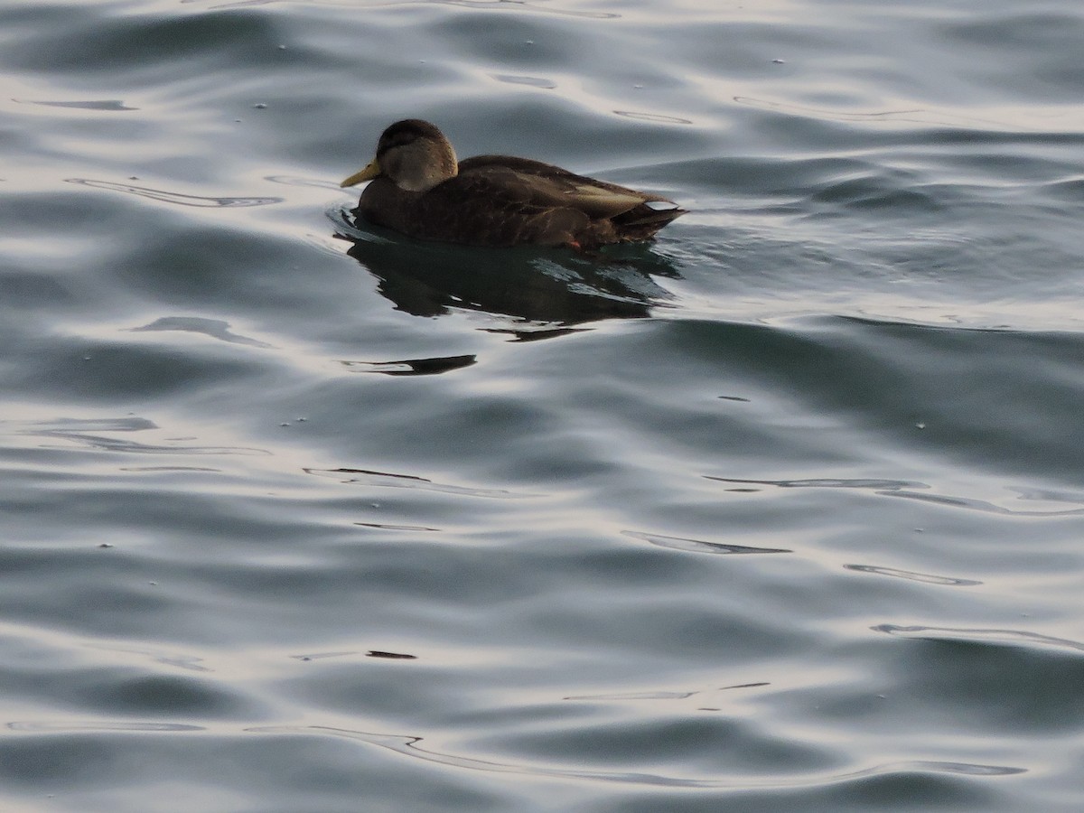 American Black Duck - ML613190903