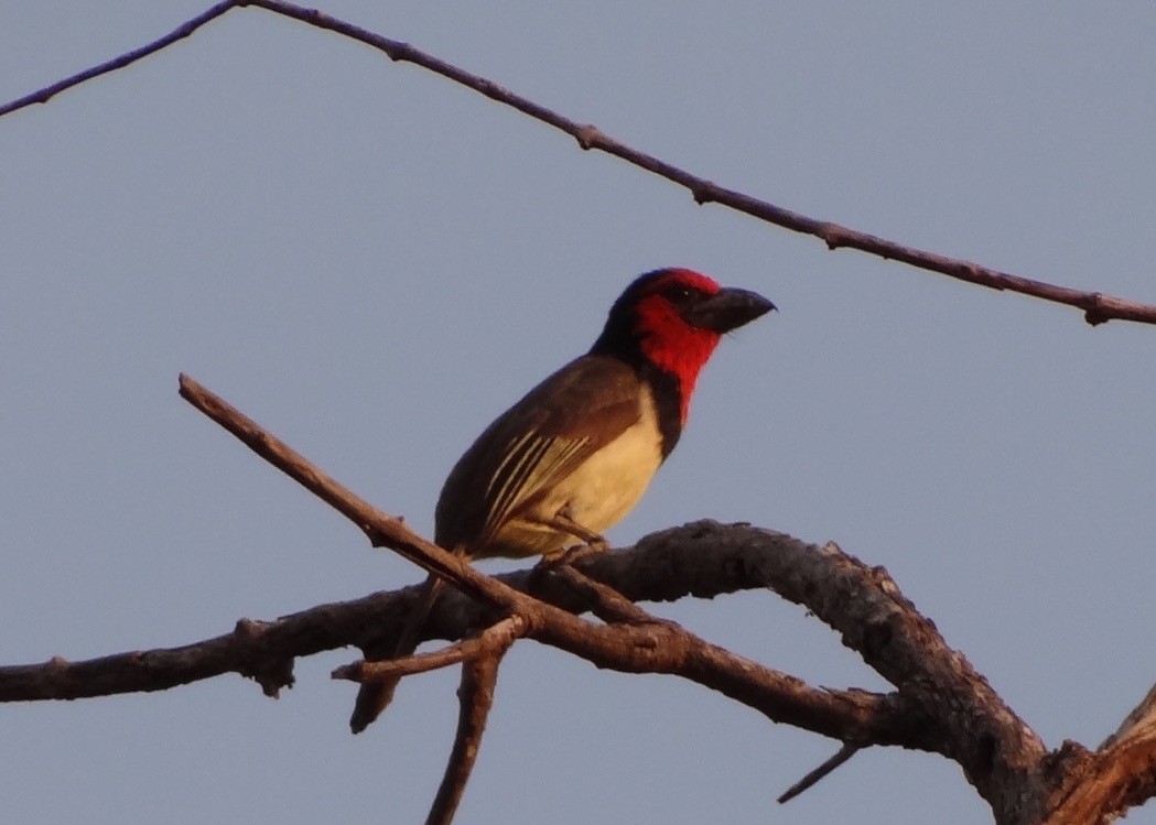 Black-collared Barbet - Anonymous