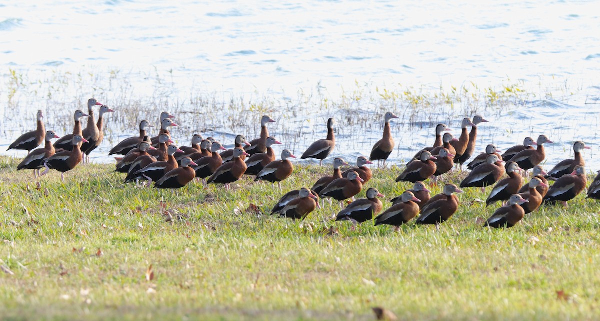 Black-bellied Whistling-Duck - Ruth King