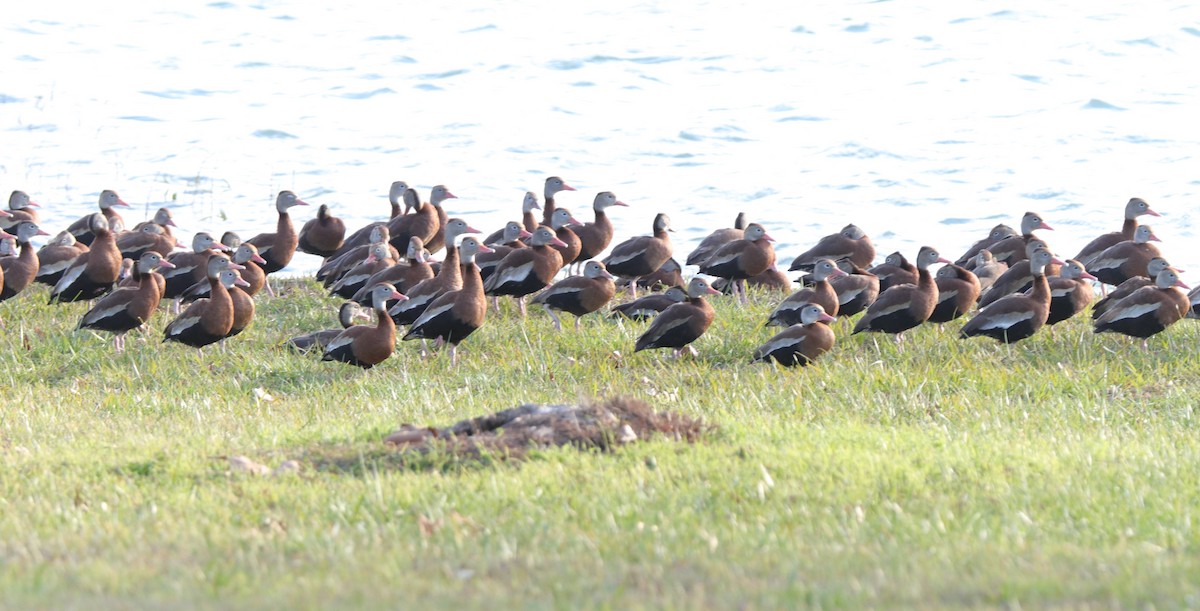 Black-bellied Whistling-Duck - Ruth King