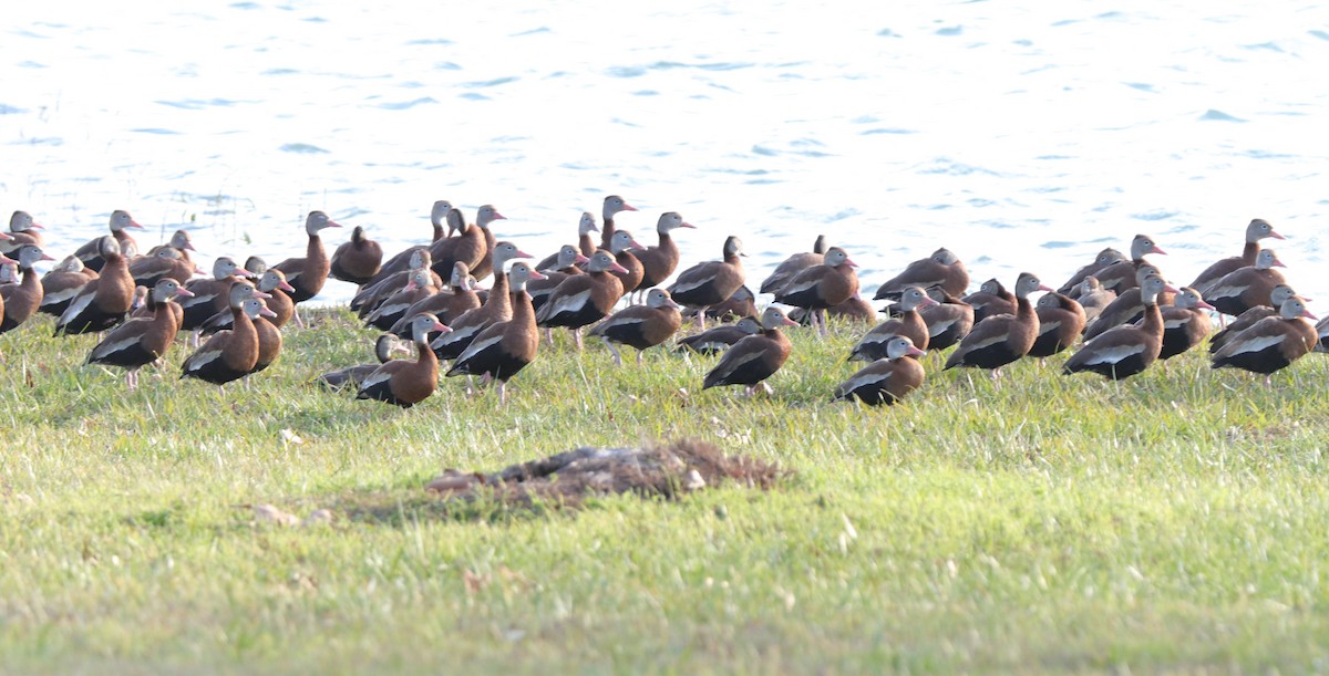 Black-bellied Whistling-Duck - ML613190941