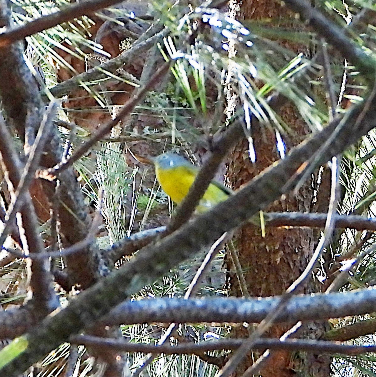 Nashville Warbler - Isaí López