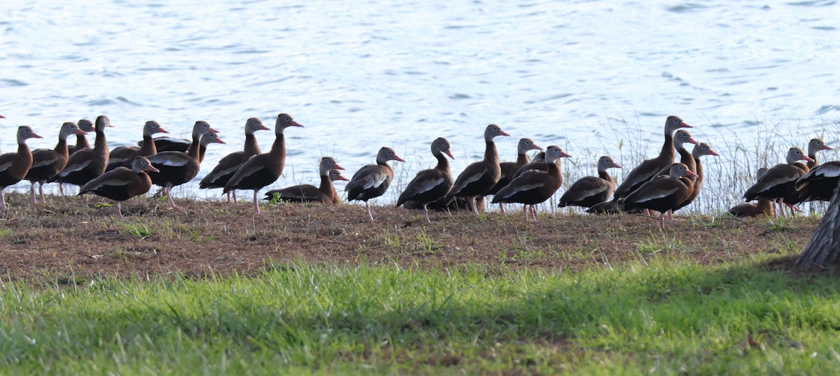 Black-bellied Whistling-Duck - ML613190958