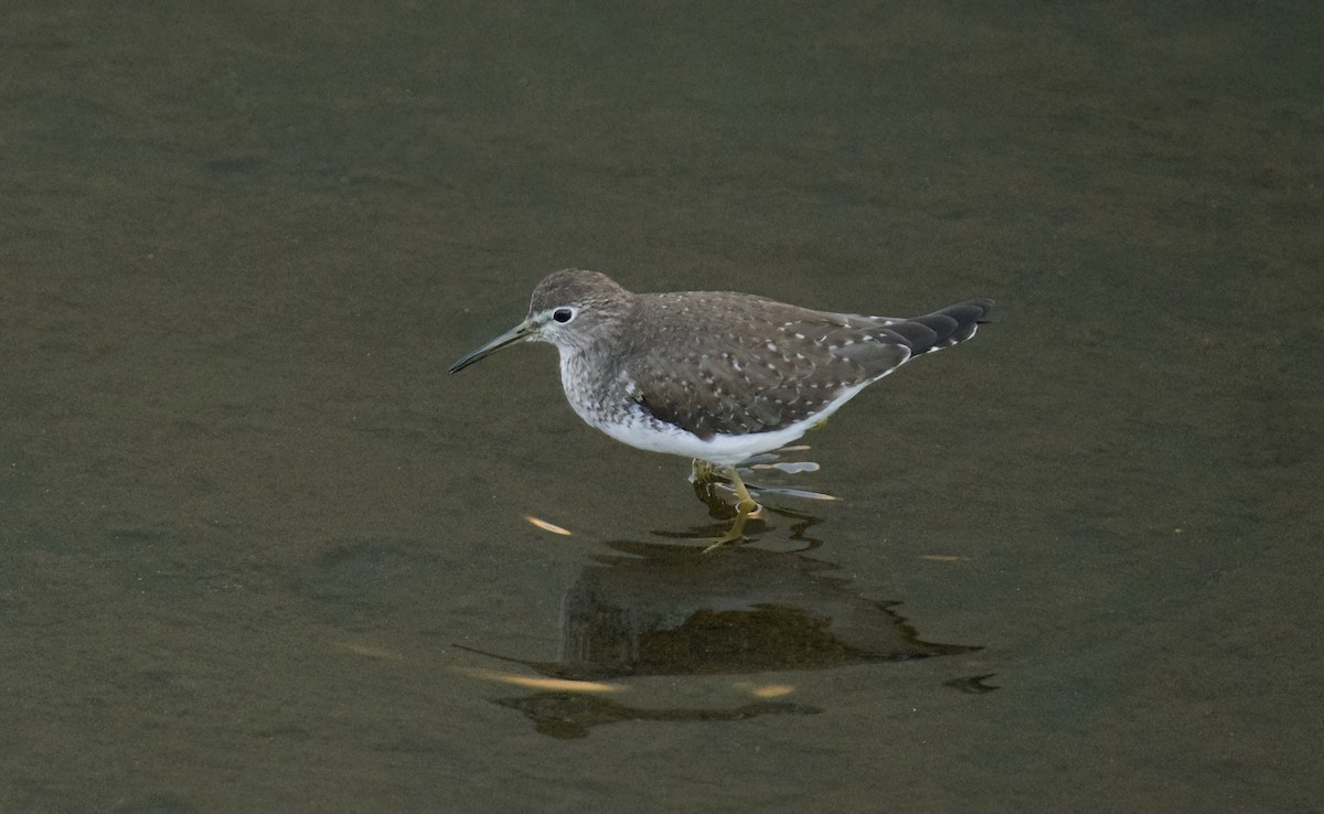 Solitary Sandpiper - ML613190963