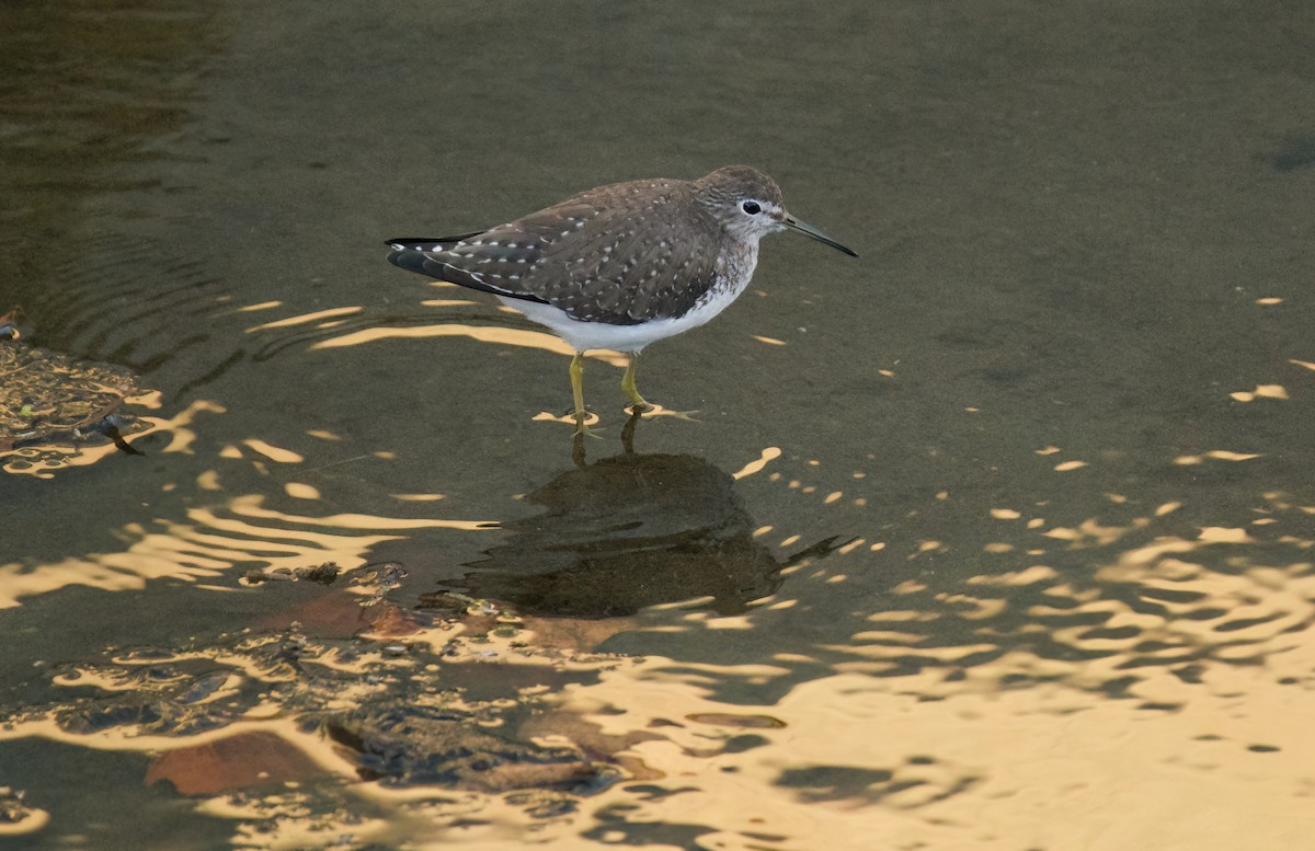 Solitary Sandpiper - ML613190964