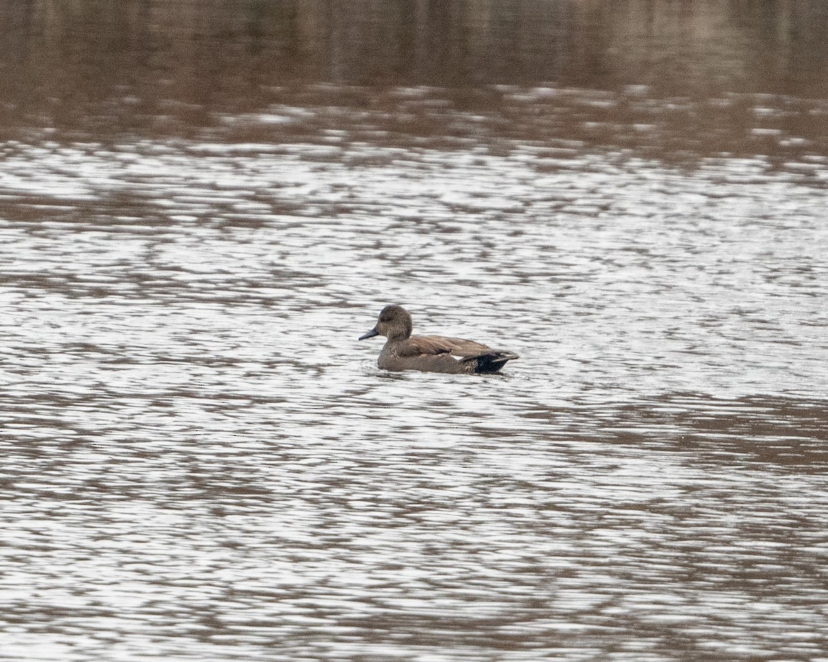 Gadwall - Dorrie Holmes