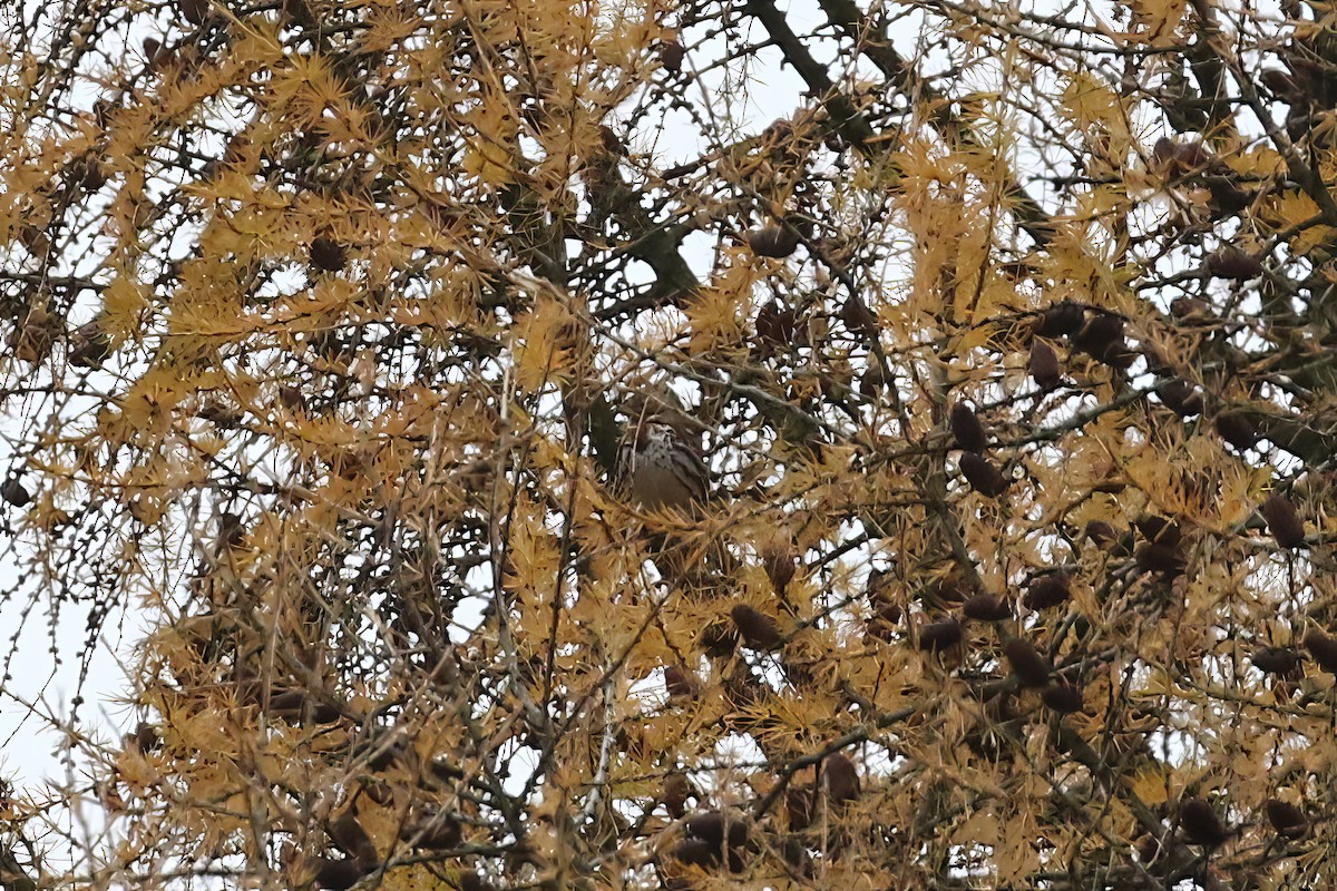 Fox Sparrow - ML613191022