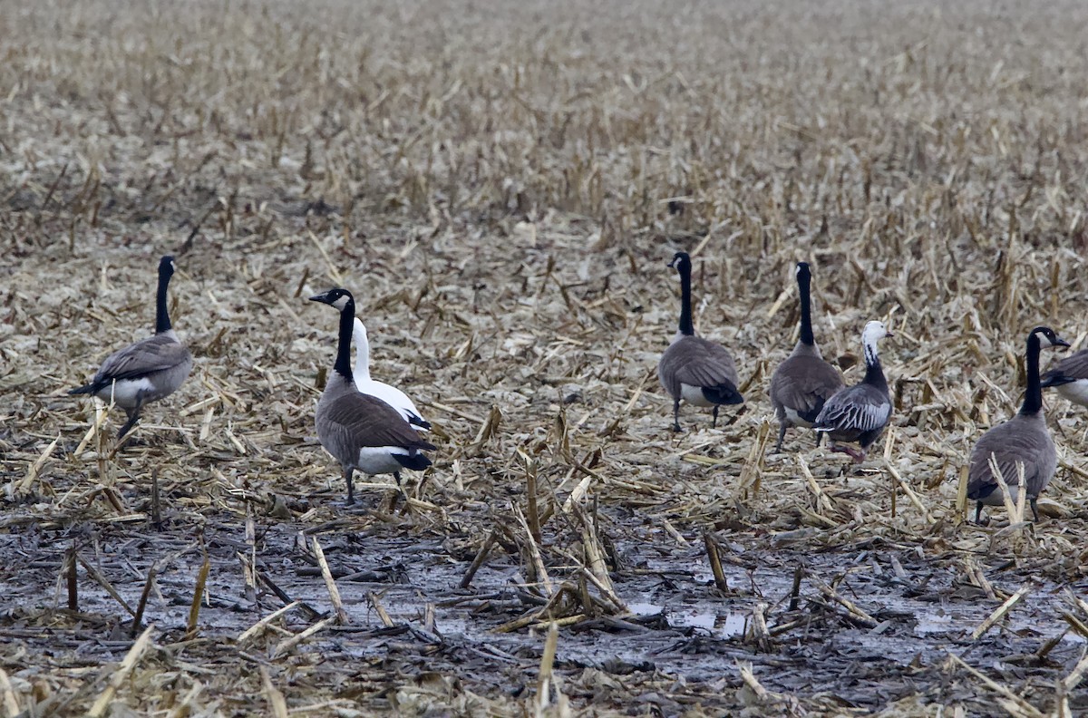 Snow Goose - ML613191045