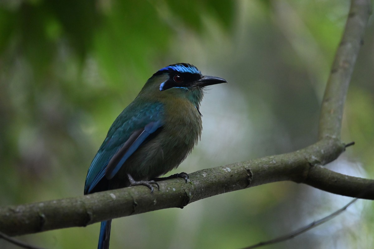 Lesson's Motmot - ML613191060