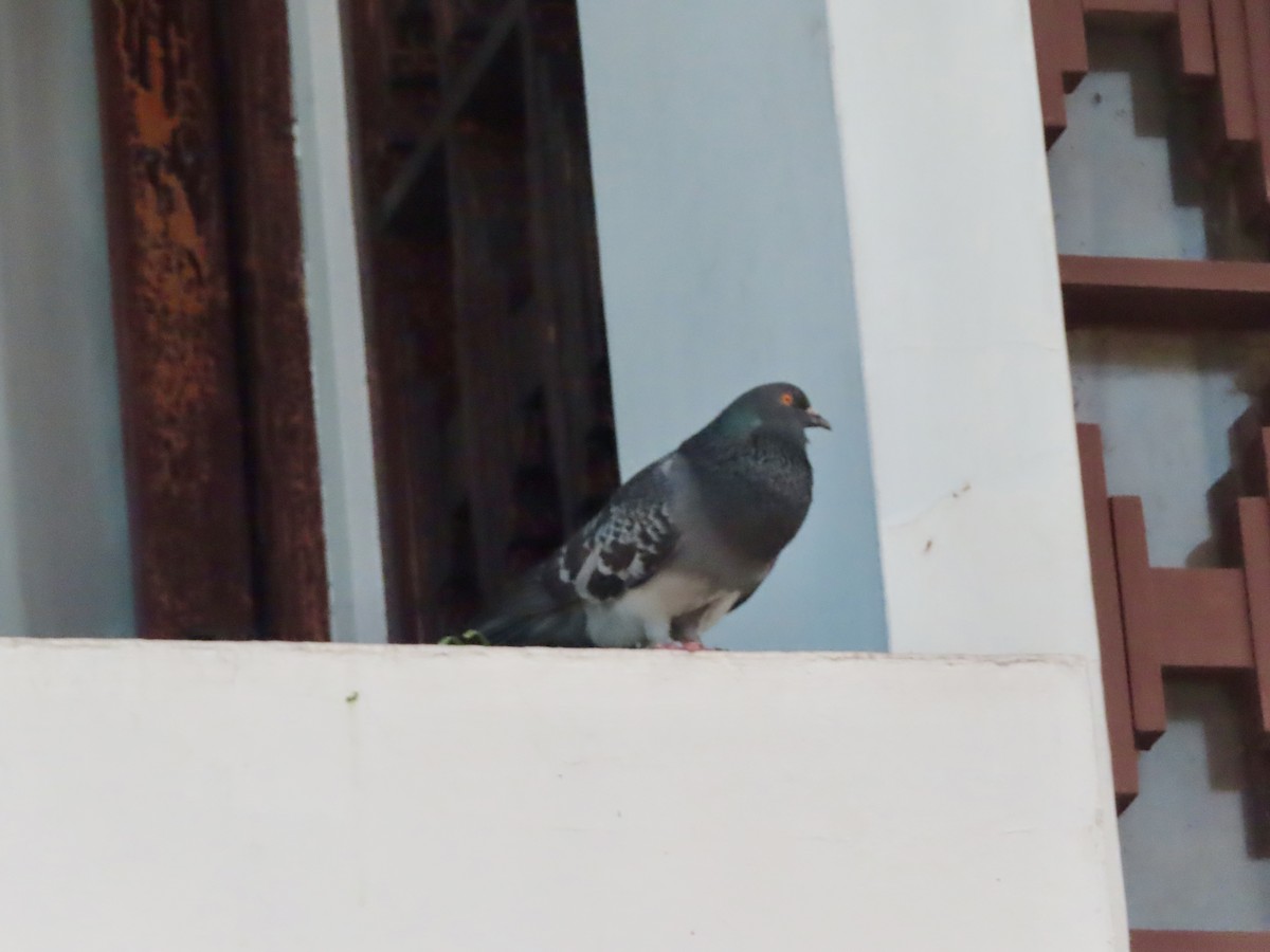 Rock Pigeon (Feral Pigeon) - Madeline Cowen