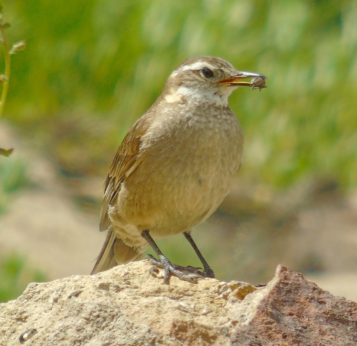 Buff-winged Cinclodes - ML613191073