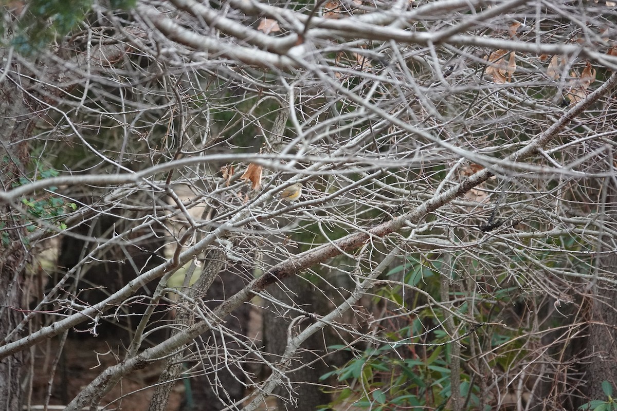 Red-flanked Bluetail - Jarrett Lewis