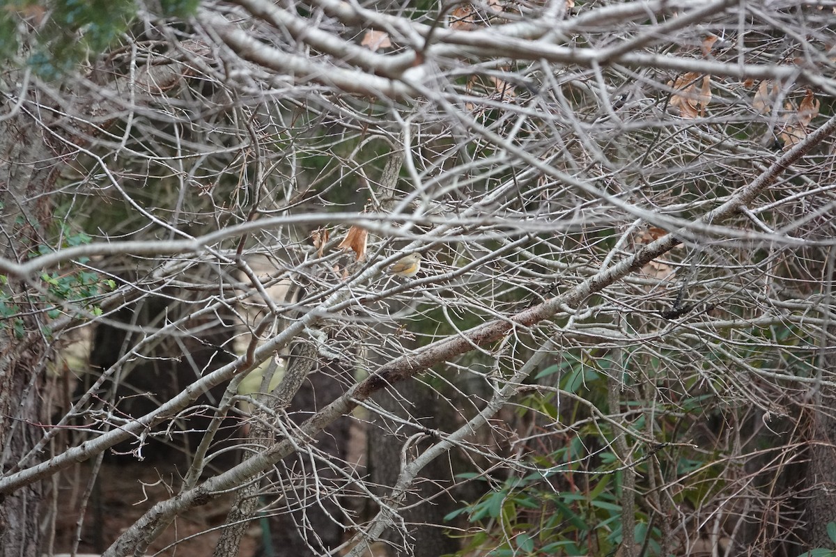 Red-flanked Bluetail - Jarrett Lewis