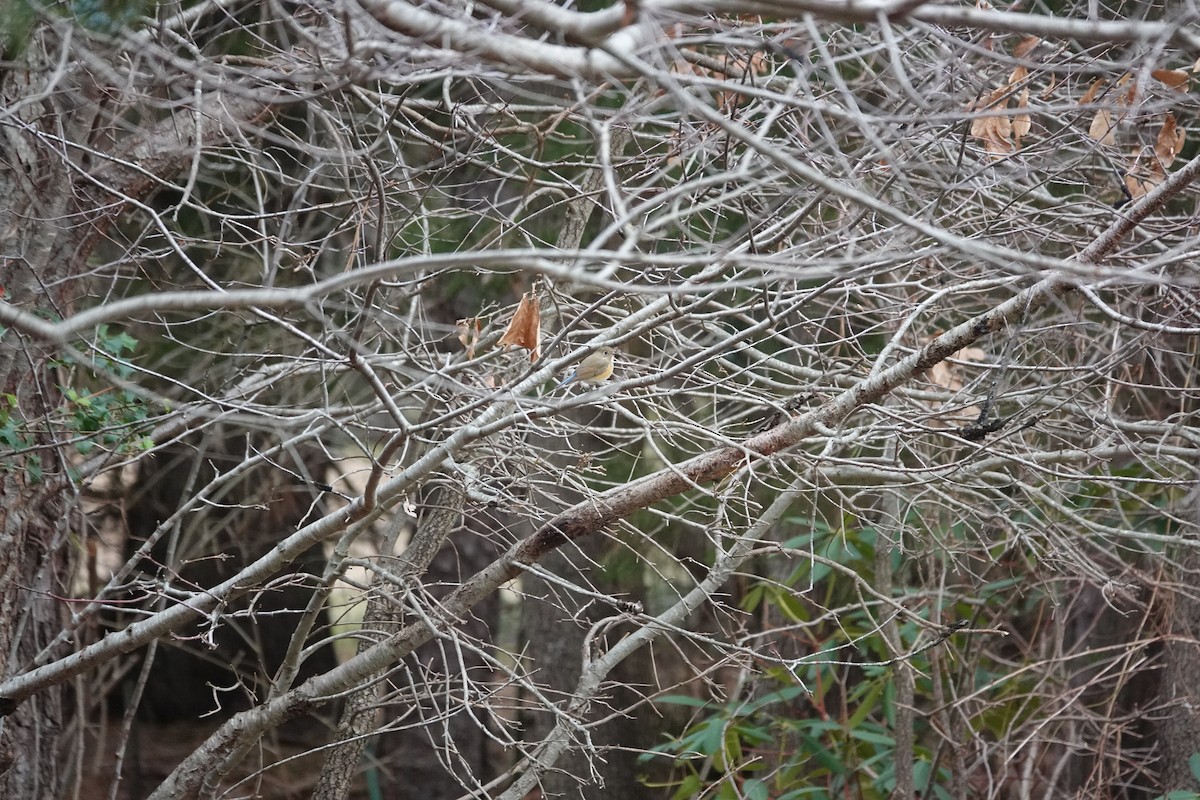 Red-flanked Bluetail - Jarrett Lewis