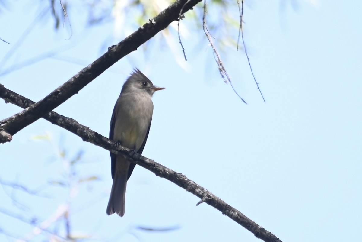 Greater Pewee - Alex Castelein