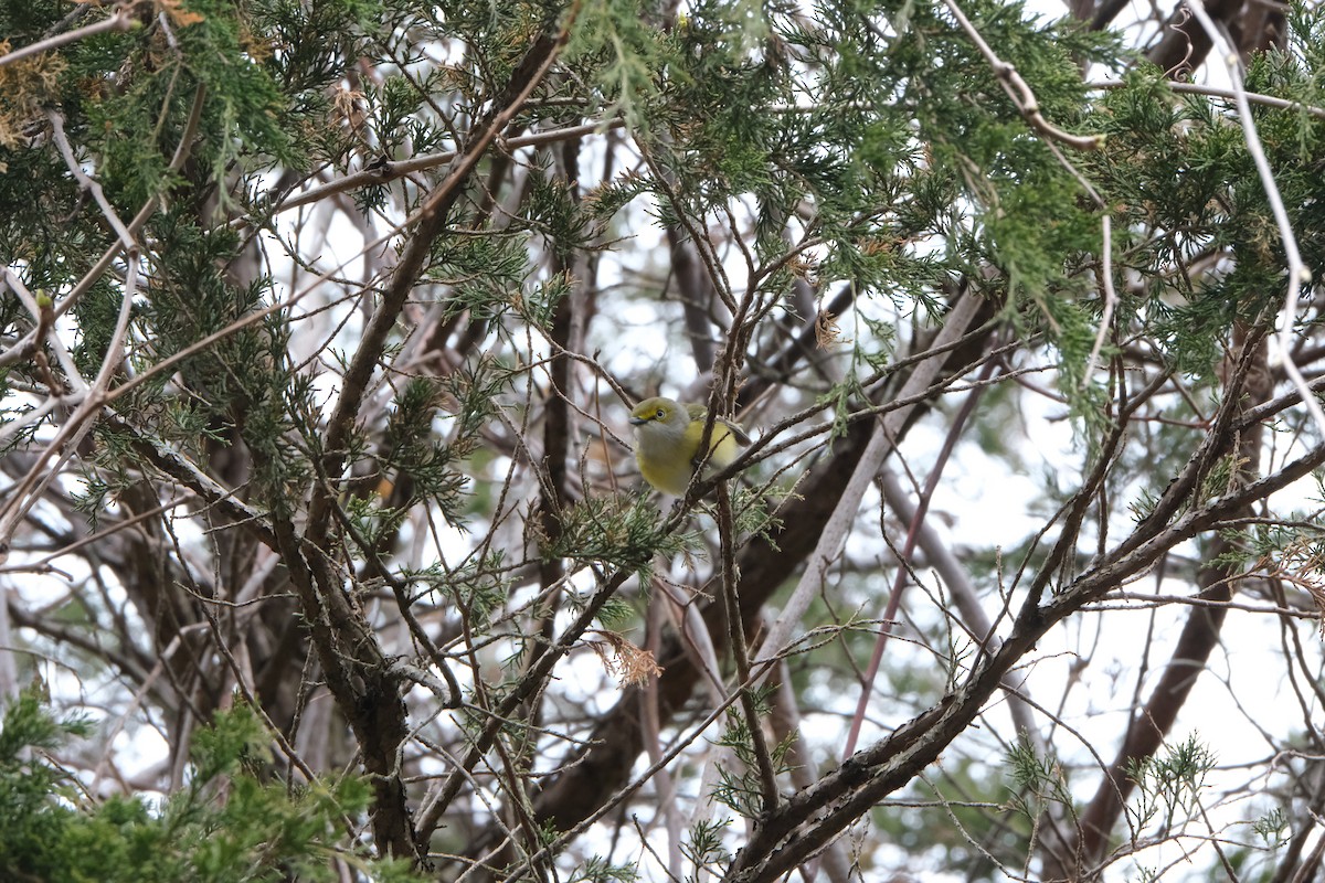 White-eyed Vireo - ML613191219