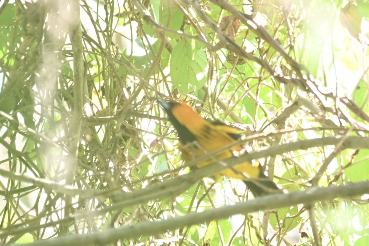 Spot-breasted Oriole - Alex Castelein