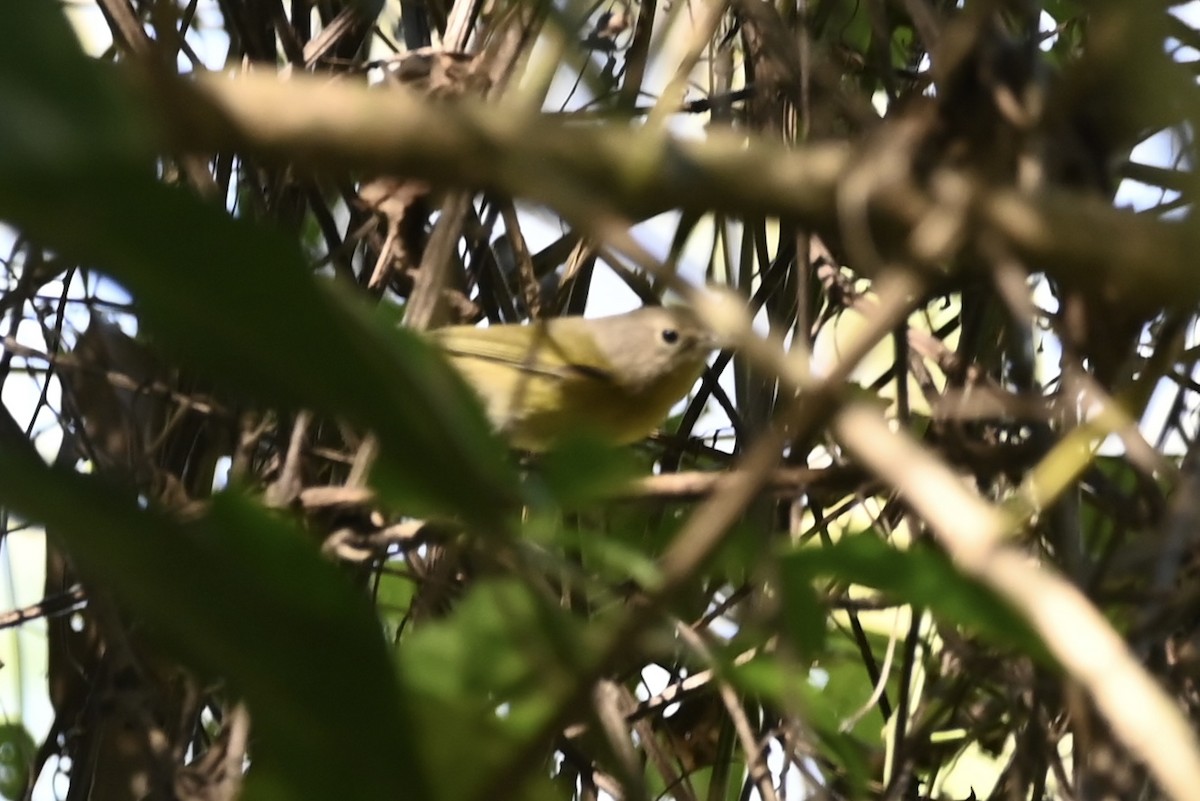 Nashville Warbler - ML613191252