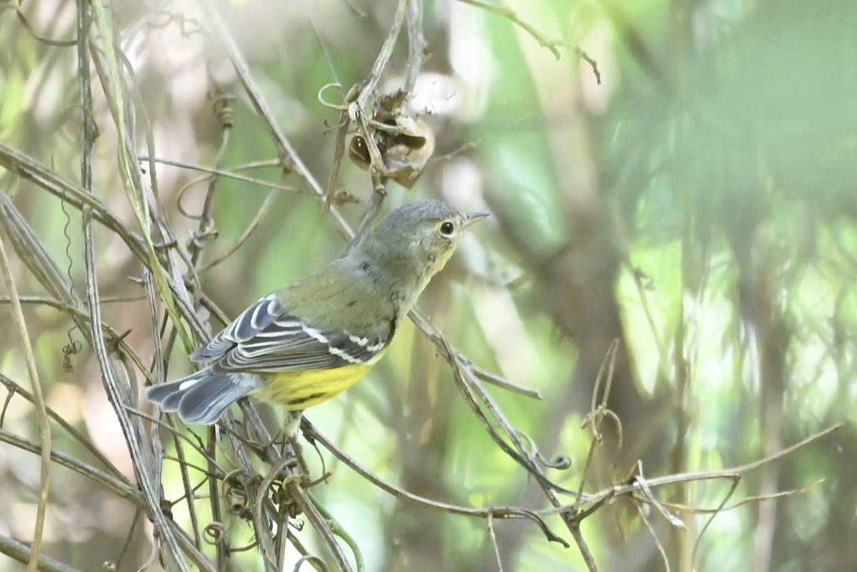 Magnolia Warbler - ML613191266