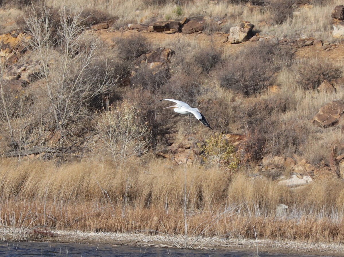 American White Pelican - Laurel Barnhill