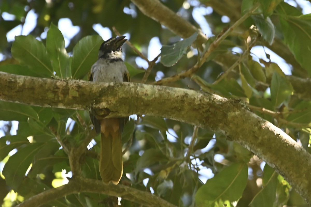 Saltator à tête noire - ML613191286