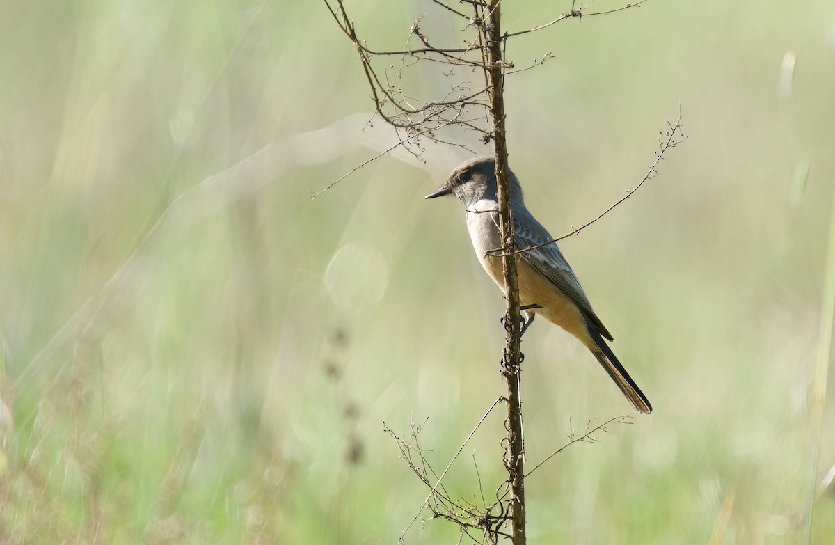 Say's Phoebe - ML613191447