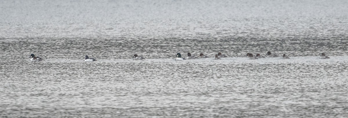 Common Goldeneye - Dorrie Holmes