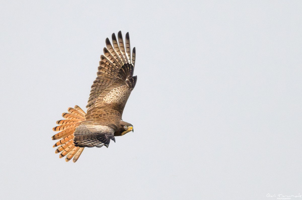 White-eyed Buzzard - ML613191485