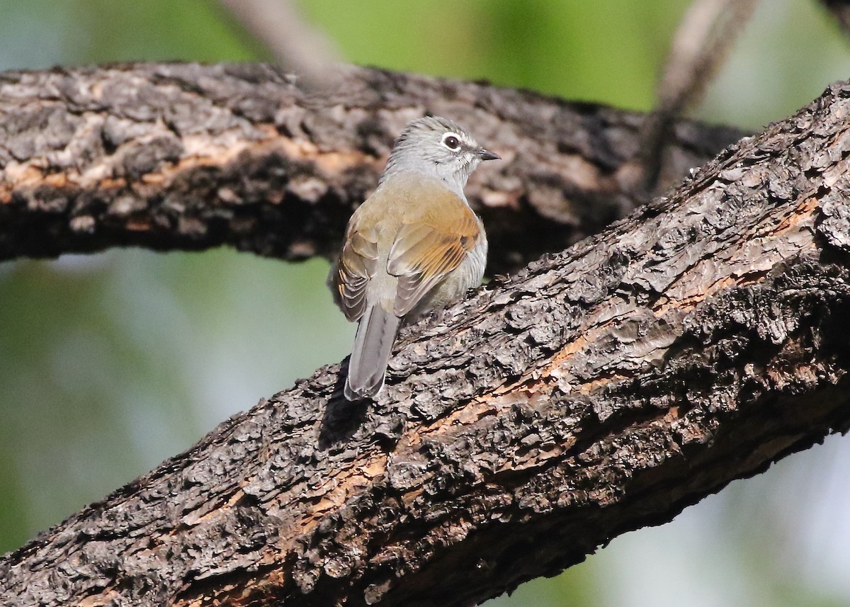 Brown-backed Solitaire - ML613191526