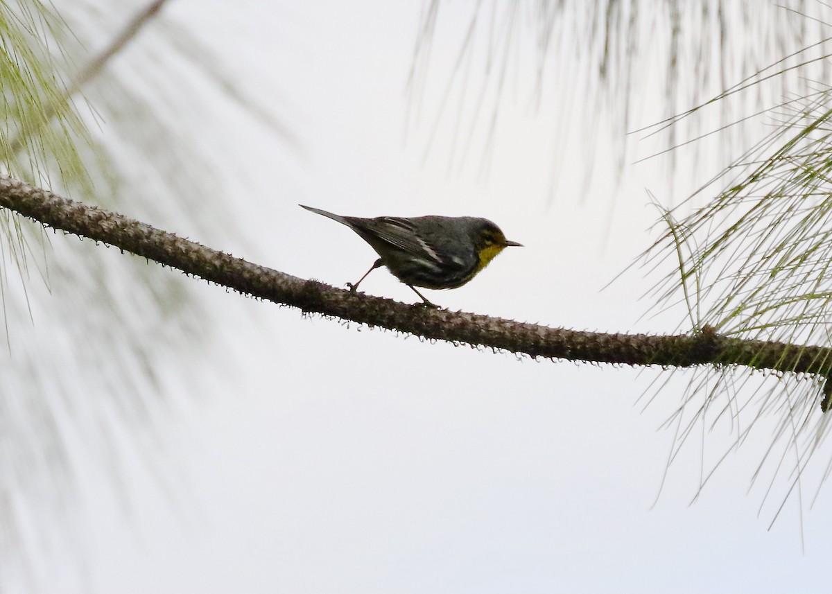 Grace's Warbler - ML613191543