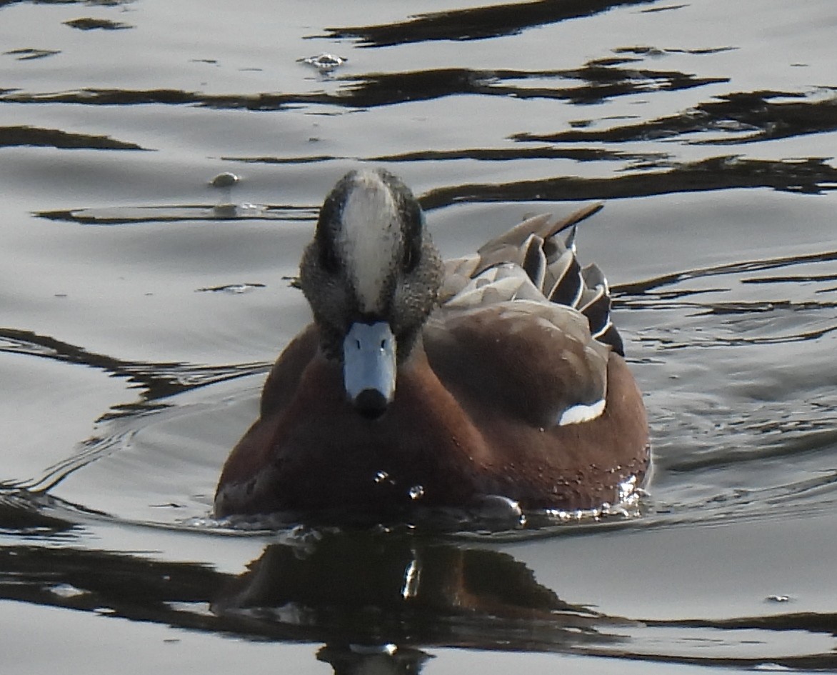 American Wigeon - Susanne Meidel